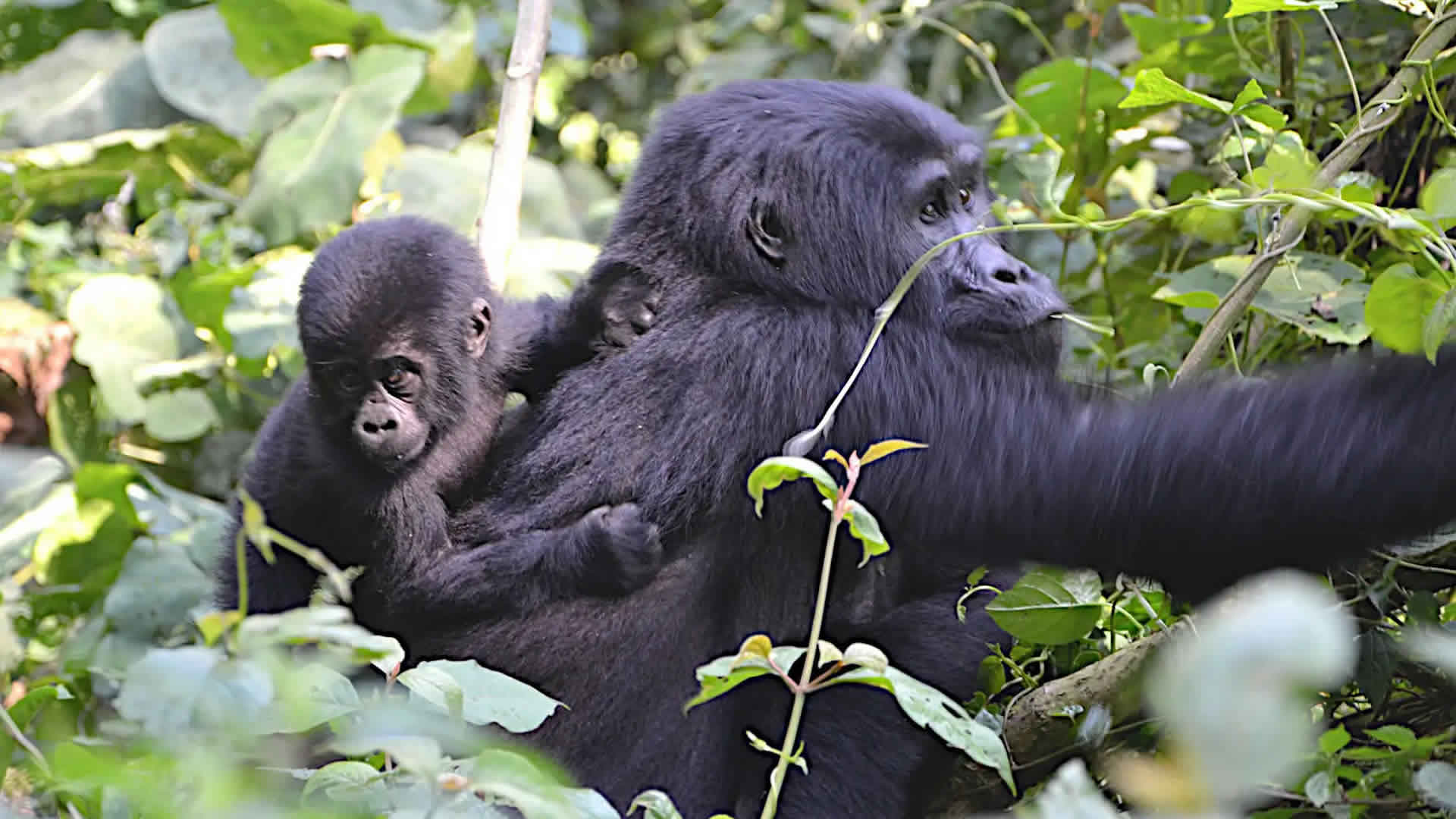 Gorilla Trekking Uganda