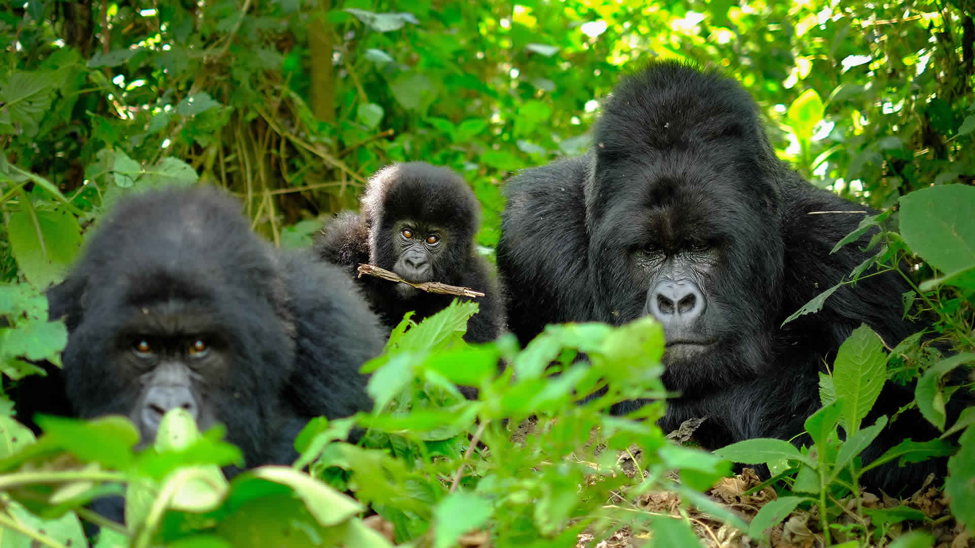 Rwanda Gorilla Trekking