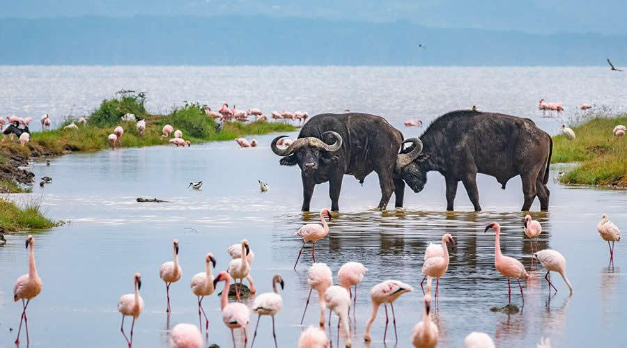 5-Day Safari: Masai Mara + Lake Naivasha