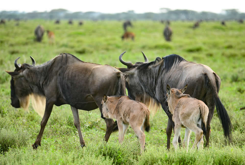 4-Day Ngorongoro & Lake Manyara Safari