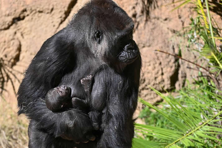 12 Days Best of Uganda Rwanda Safari