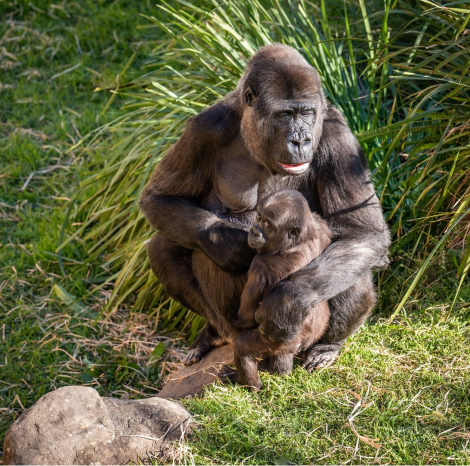 5 Days Uganda Wildlife & Gorilla Safari